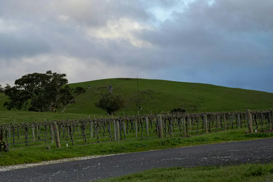Vineyard rows below a green hill in the Barossa Valley