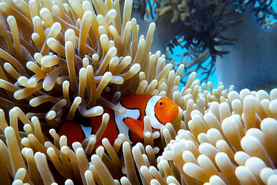A clownfish in an anemone on the Great Barrier Reef