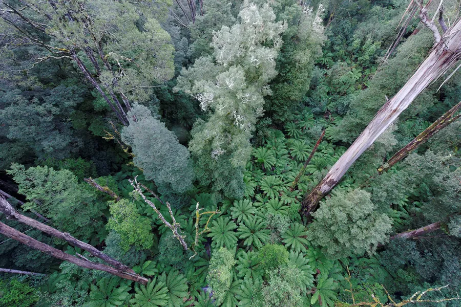 The rainforest canopy seen from the Otway Fly tower