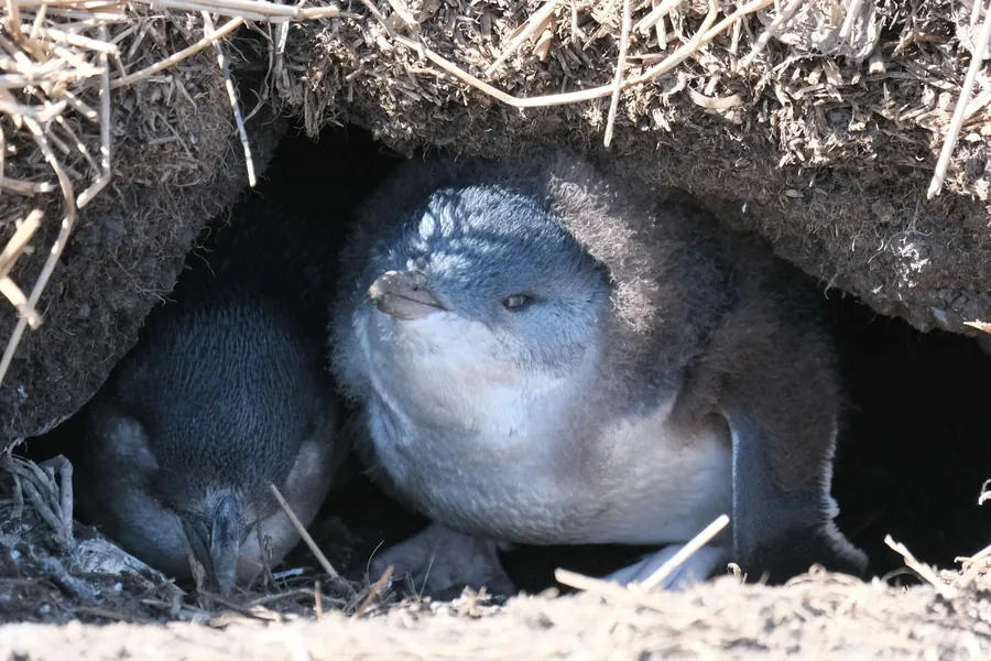 Two little penguins in a burrow on Phillip Island