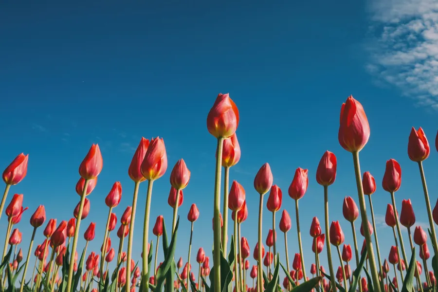 A field of red tulips against a blue sky